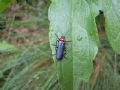 Ancistronycha abdominalis